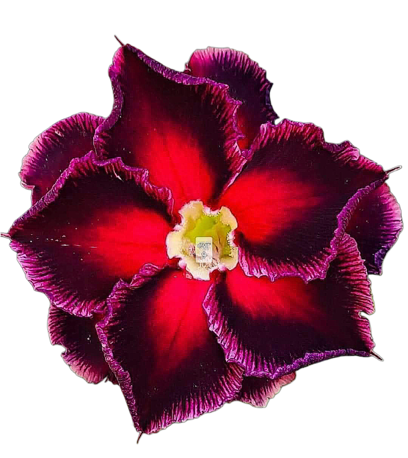 Grafted rosy variety pack of 01