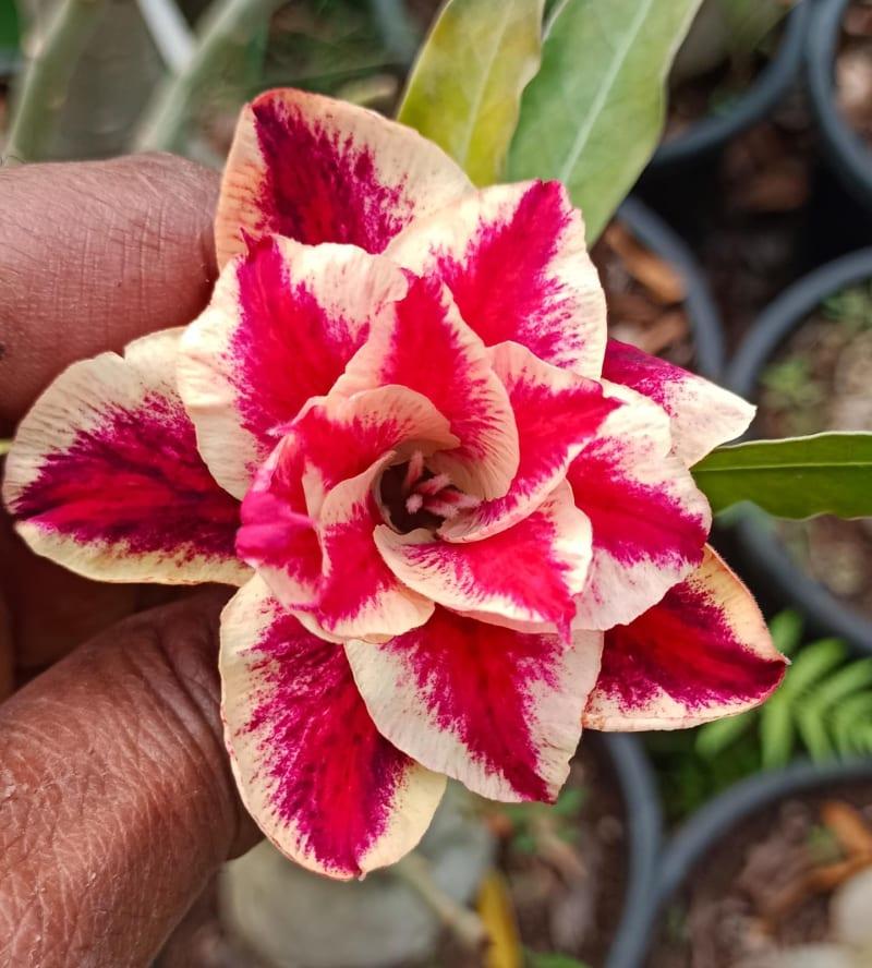 Grafted rosy variety pack of 01