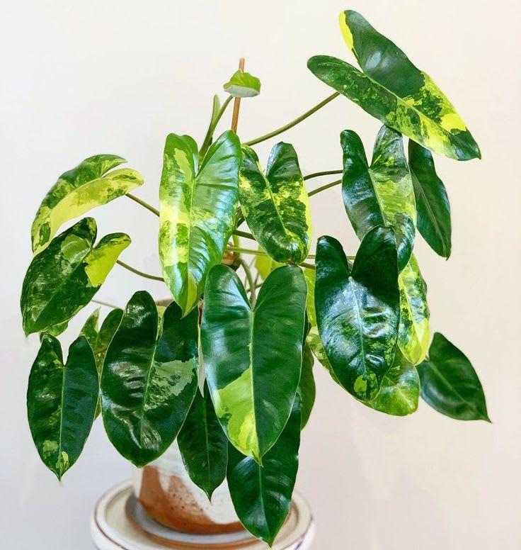 Philodendron burl marx