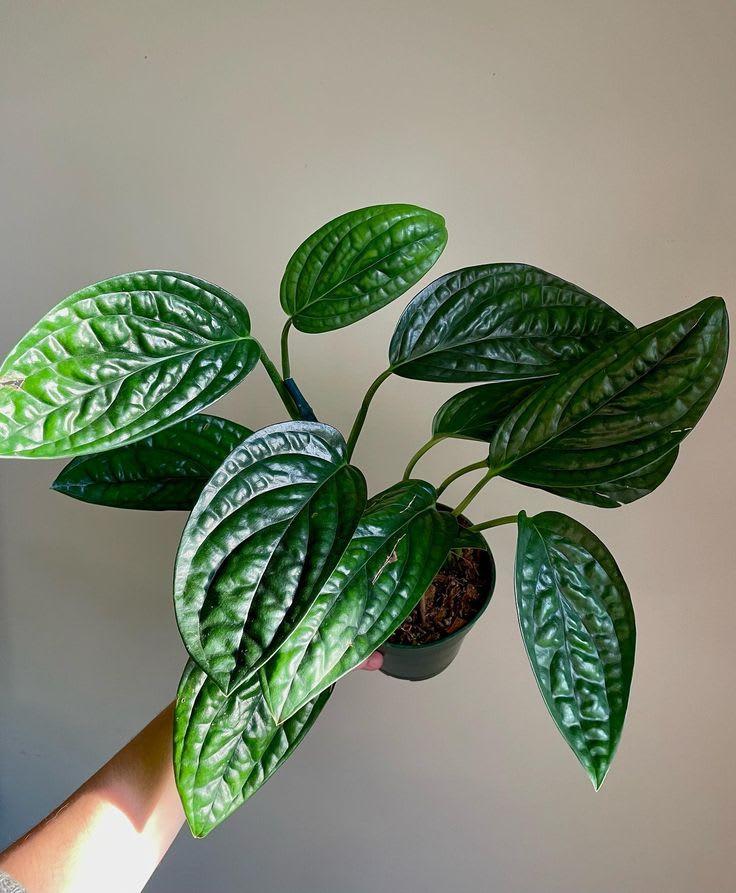 Philodendron peru