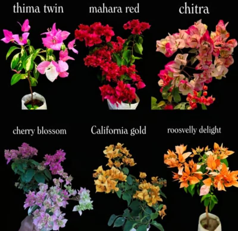 Bougainvillea combo of 6 plants popular