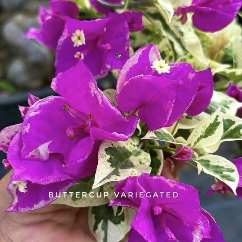 Buttercup Variegated Bougainvillea Live Plant | Beautiful Variegated Foliage |