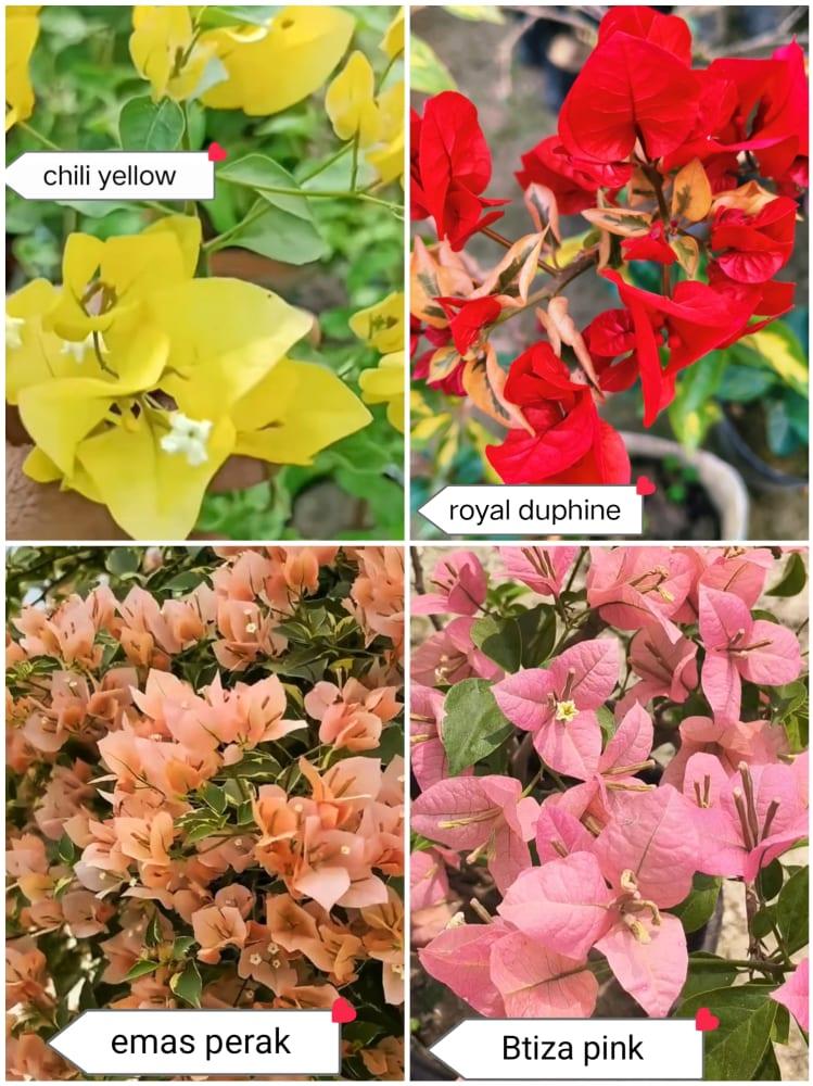 Bougainvillea plant combo of 4 plants