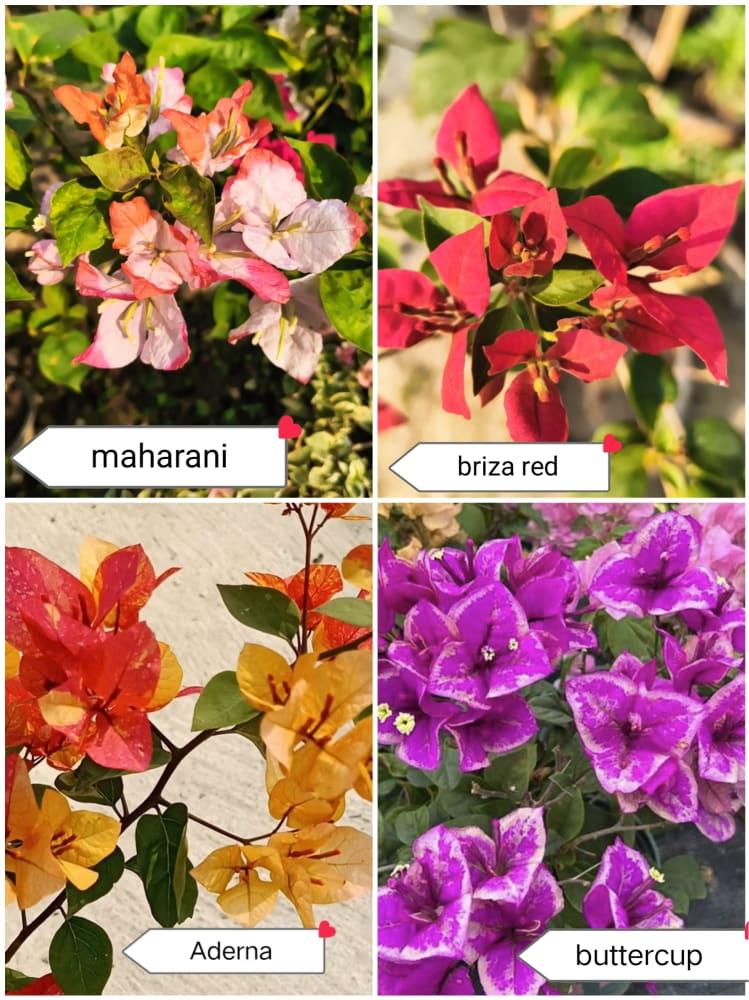 4 bougainvillea combo